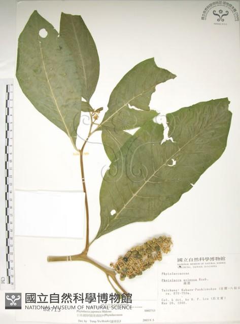 日本商陸、圓果商陸藏品圖，第1張