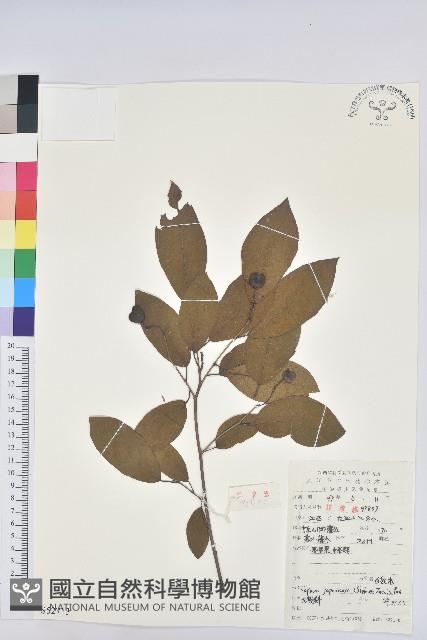 白木烏臼藏品圖，第1張