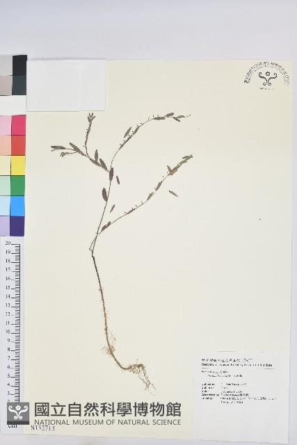 小返魂藏品圖，第1張