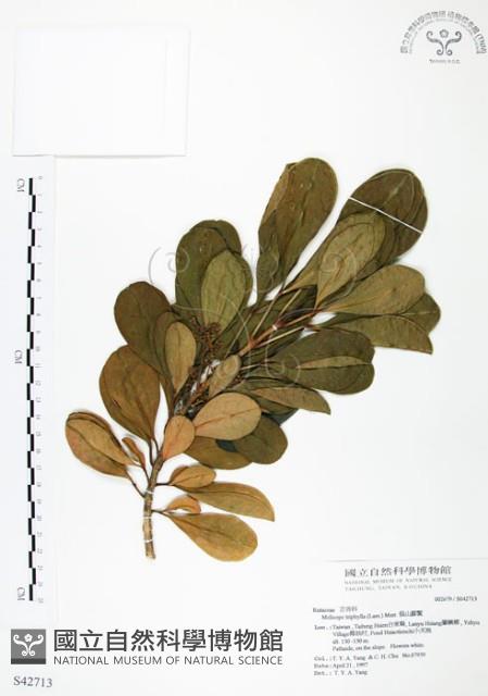 假三腳虌藏品圖，第1張