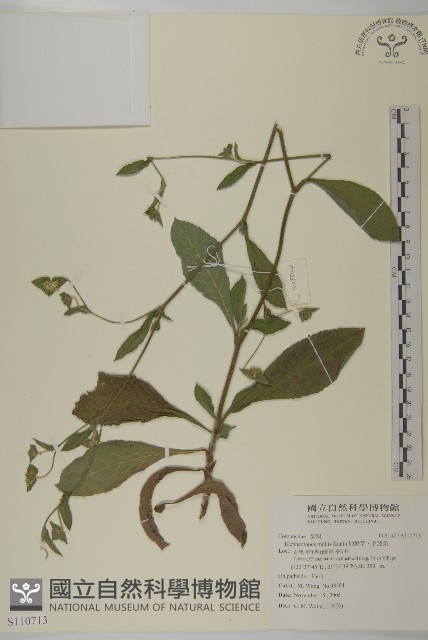 地膽草、毛蓮菜藏品圖，第1張