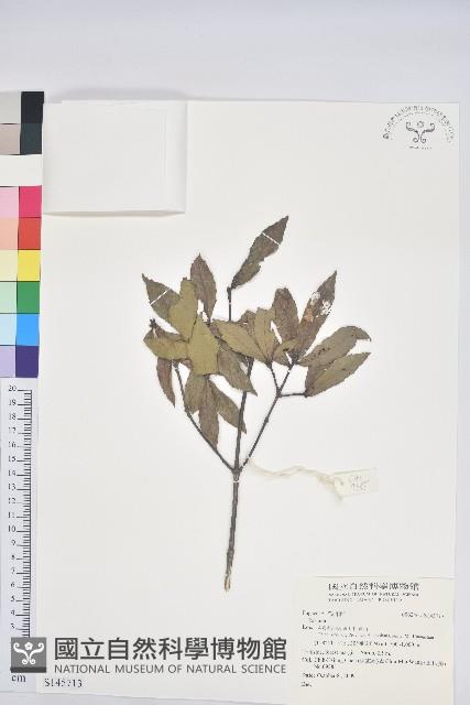 登錄號:S145713藏品圖，第1張