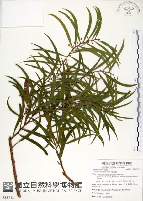 相思樹藏品圖，第1張