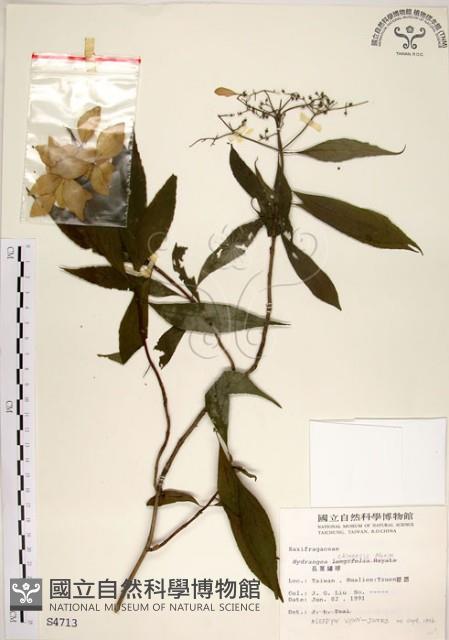 華八仙藏品圖，第1張