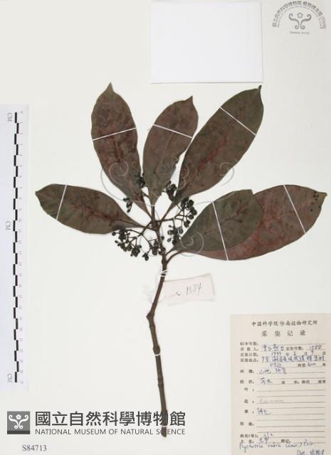 九節木、牛屎烏、青龍吐霧藏品圖，第1張