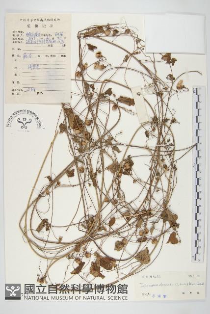 野牽牛藏品圖，第1張