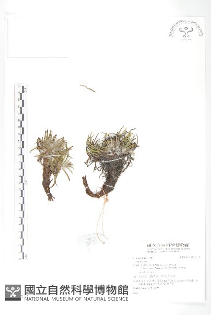 登錄號:S137713藏品圖，第1張