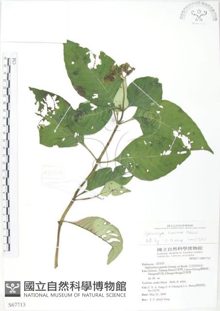 小花蛇根草藏品圖，第1張