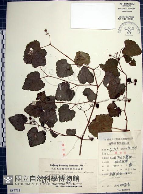 漢氏山葡萄藏品圖，第1張