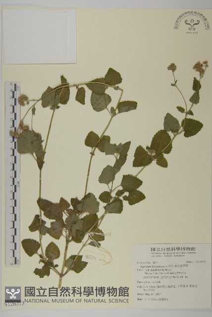 紫花霍香薊藏品圖，第1張