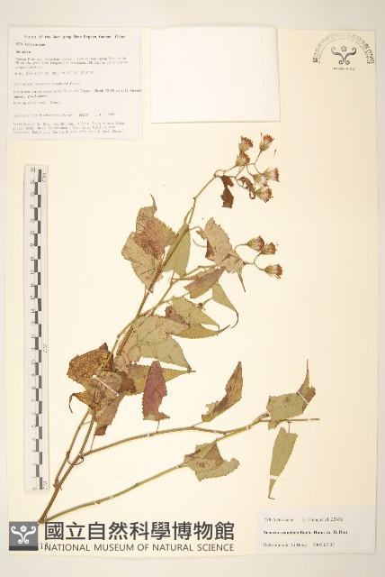 蔓黃菀藏品圖，第1張