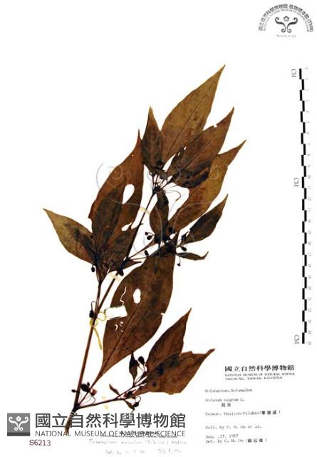 龍珠藏品圖，第1張