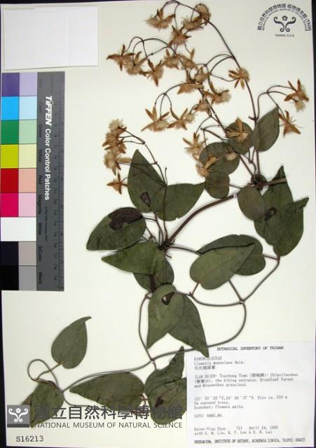 麥氏鐵線蓮藏品圖，第1張