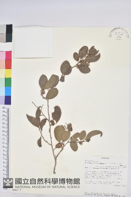 登錄號:S096213藏品圖，第1張