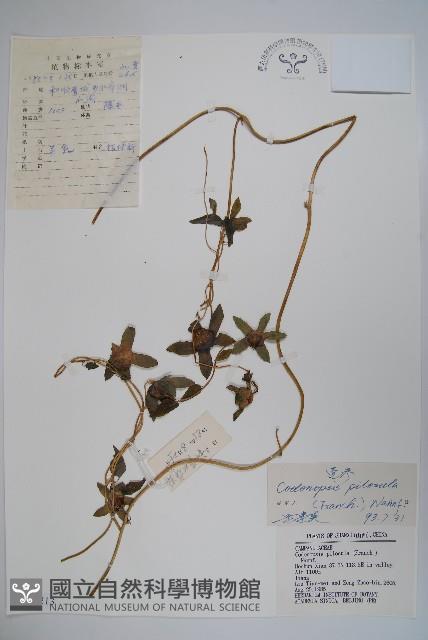 台參藏品圖，第1張