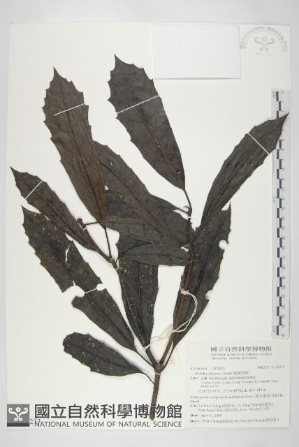 桃葉珊瑚藏品圖，第1張