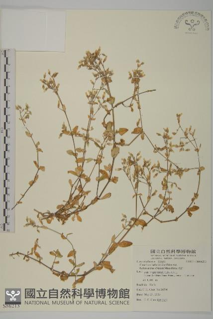 卷耳藏品圖，第1張