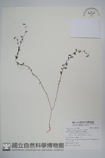 西南風鈴草藏品圖，第1張