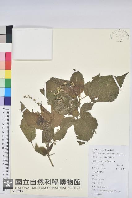 假扎包葉藏品圖，第1張