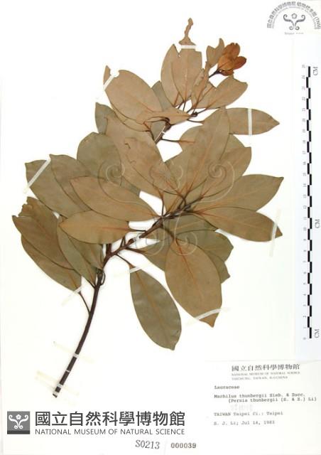 豬腳楠藏品圖，第1張