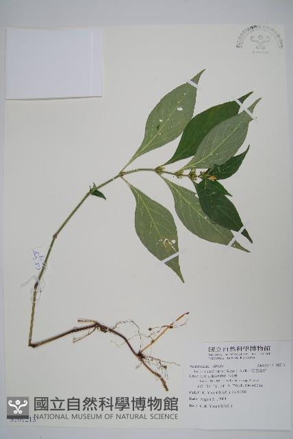 花蓮爵床藏品圖，第1張