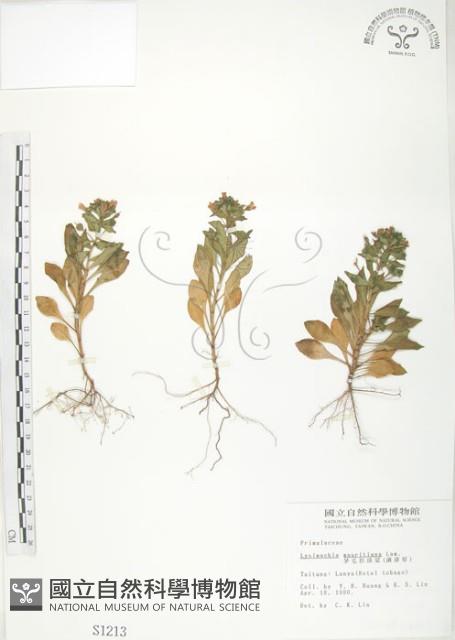 茅毛珍珠菜藏品圖，第1張