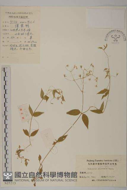 中國繁縷藏品圖，第1張