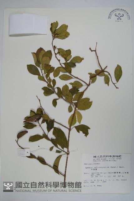 羊角藤、武靴藤藏品圖，第1張