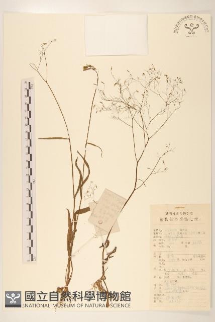 細葉苦實藏品圖，第1張