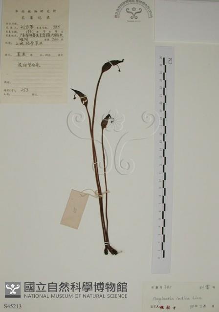 野菰藏品圖，第1張