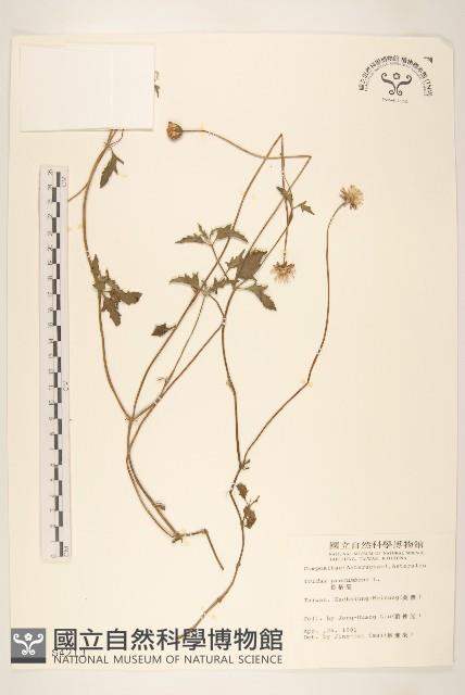 長柄菊藏品圖，第1張