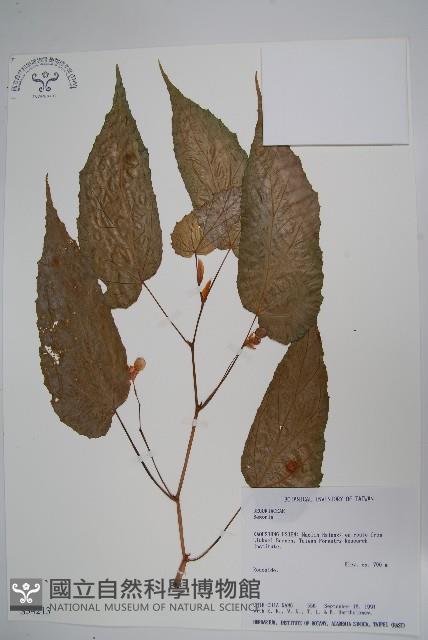 登錄號:S034213藏品圖，第1張