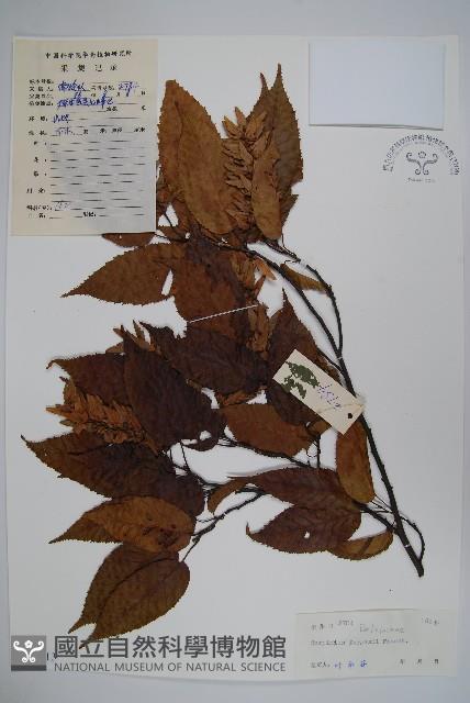 大穗鵝耳櫪藏品圖，第1張