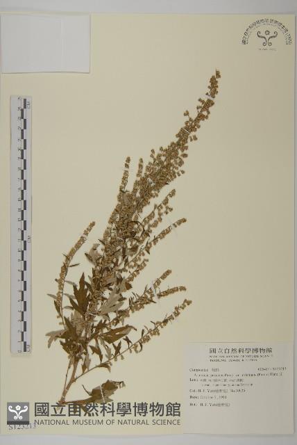 艾、五月艾藏品圖，第1張