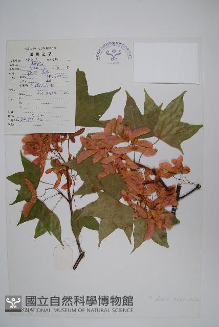 青皮槭藏品圖，第1張