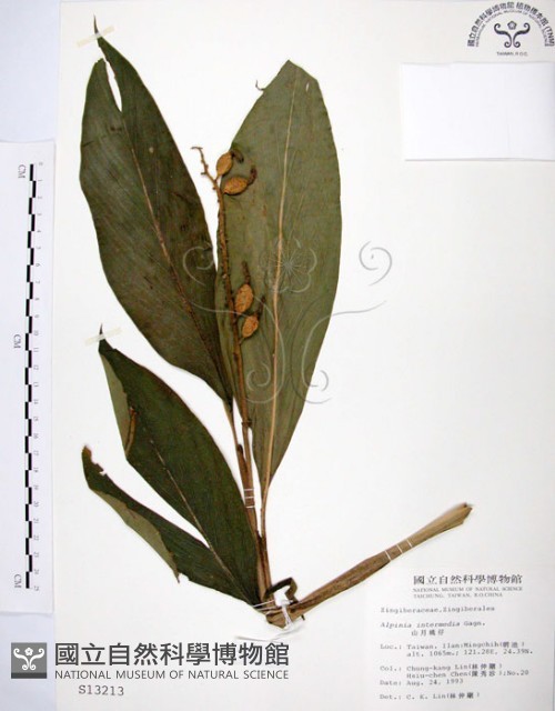 山月桃藏品圖，第1張