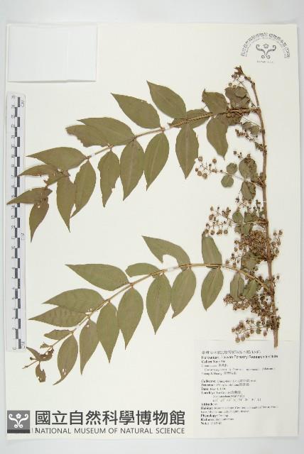 臺灣馬桑藏品圖，第1張