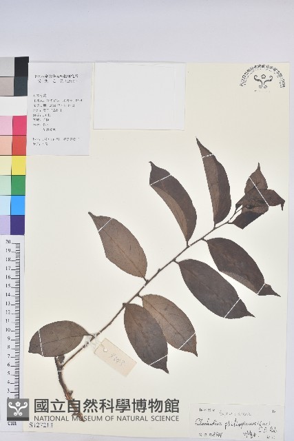 菲律賓饅頭果藏品圖，第1張