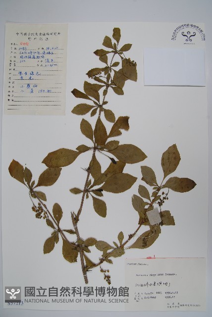 廬山小檗藏品圖，第1張
