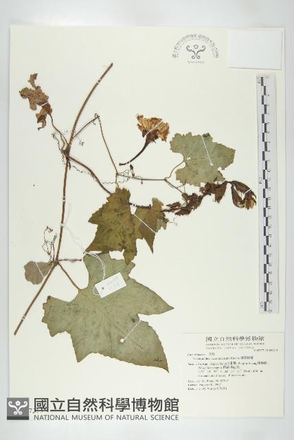 槭葉括摟藏品圖，第1張