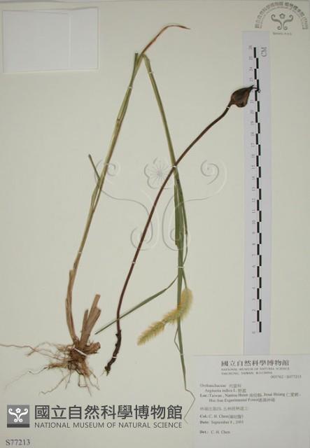 野菰藏品圖，第1張