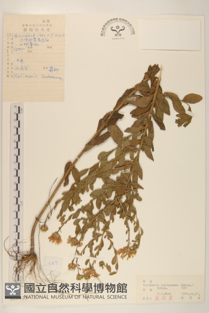 山馬蘭藏品圖，第1張