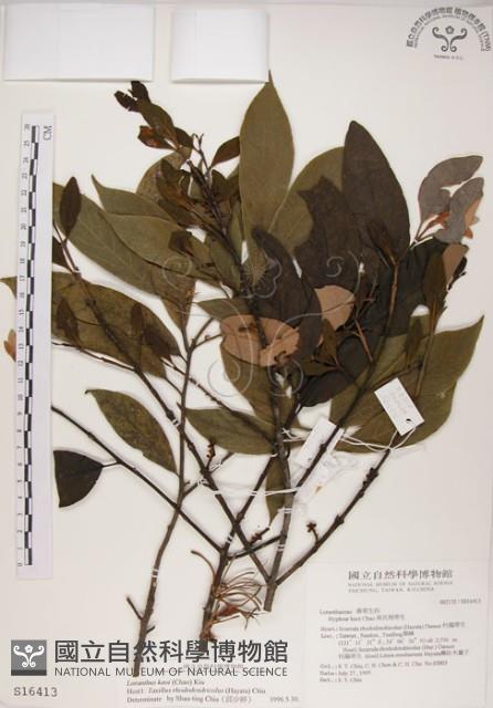 高氏桑寄生藏品圖，第1張