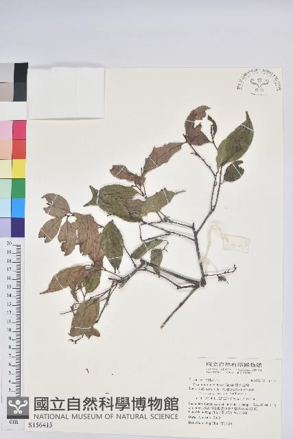 巒大越橘藏品圖，第1張