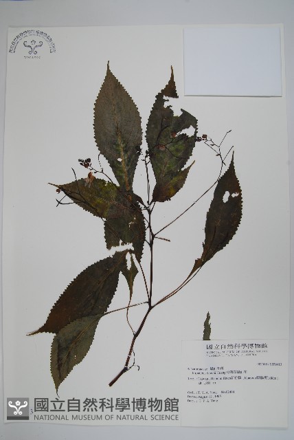棣慕華鳳仙花藏品圖，第1張
