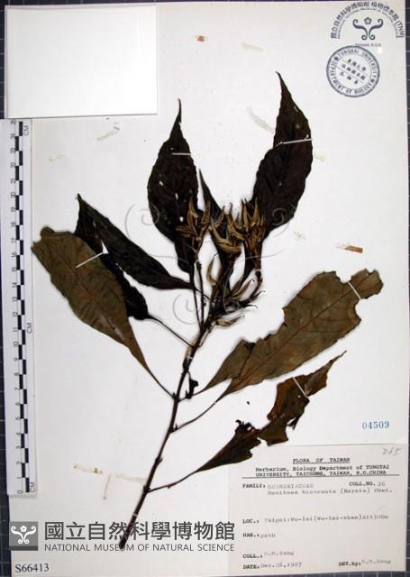 Accession Number:S066413 Collection Image