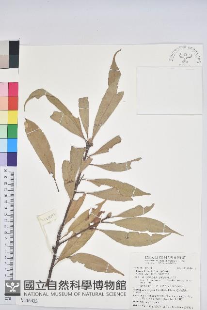 短尾葉石櫟、嶺南柯`東南石櫟藏品圖，第1張