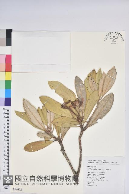 臺灣杜鵑藏品圖，第1張