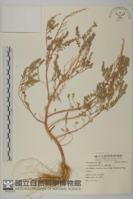 藜、灰藜藏品圖，第1張