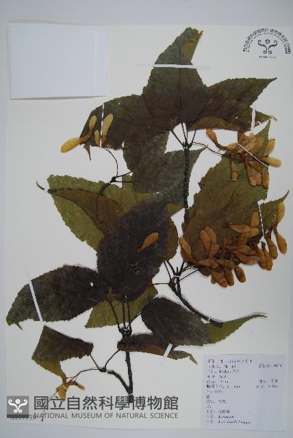 Lutao Copper leaf Collection Image, Figure 1, Total 3 Figures